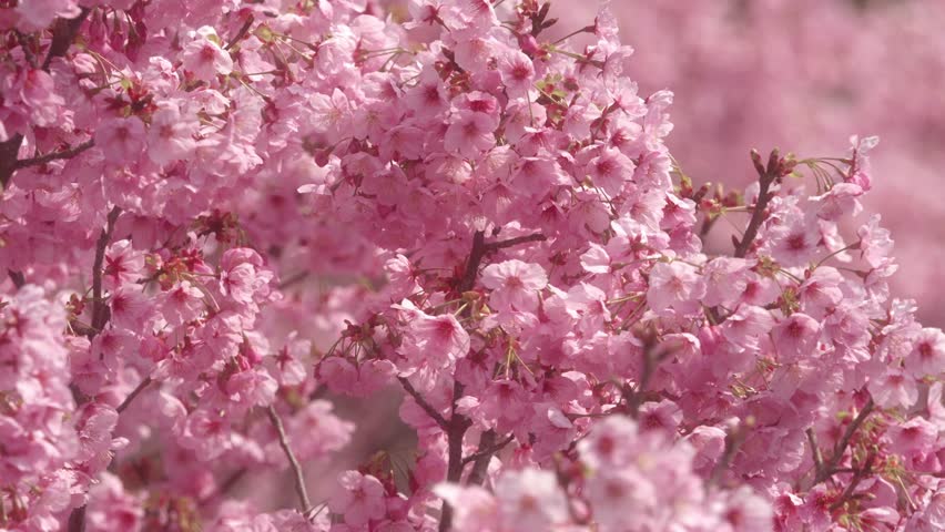 Pink cherry blossoms in full bloom
