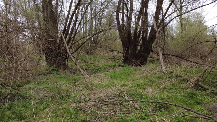 drone flight in a riverside forest near the danube river in upper austria, giant white willow trees, salix alba in the springtime