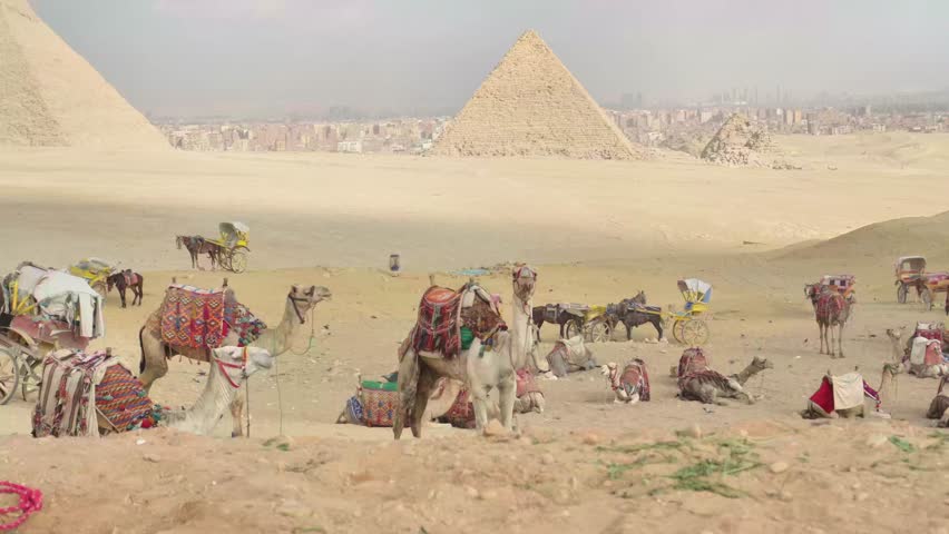 A group of camel behind the pyramid of egypt on cloudy day and blue sky in the middle of desert
