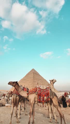 A wild camel and the pyramid of egypt on cloudy day and blue sky in the middle of desert