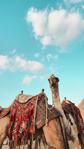 A wild camel beside the pyramid of egypt on cloudy day and blue sky