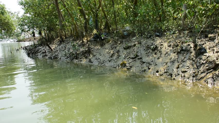 View of mangrove shoreline with leaning branches over calm green tidal water in Coxs Bazar, Bangladesh. The scene shows muddy banks with scattered pneumatophore roots and gentle water ripples along the edge. Natural daylight highlights reflections, vegetation, and the boundary between land and water in a tropical coastal wetland and intertidal ecosystem.