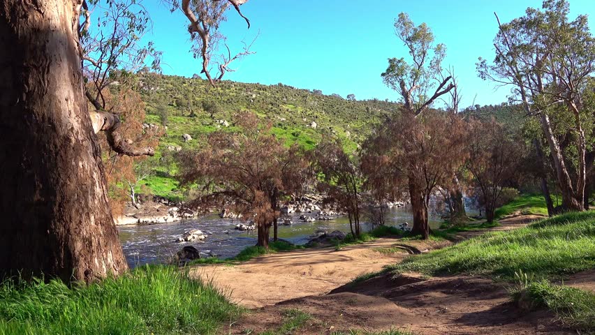 Scenic View of a Flowing River Through a Lush Green Valley with Eucalyptus Trees and Clear Blue Sky
