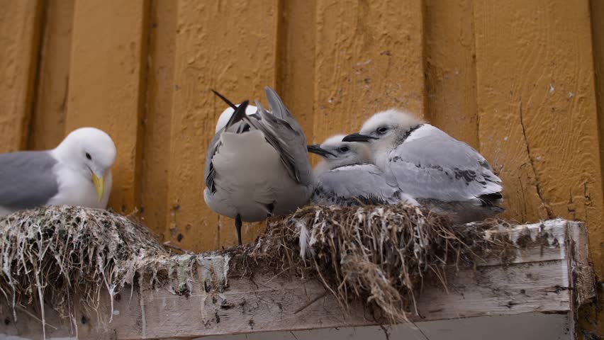 Seagull chicks and adults on nest ledge against wall