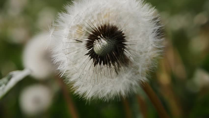 Dandelion with blown seeds close up
