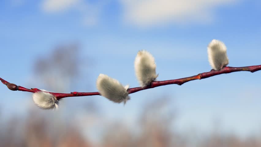 A beautiful close-up macro shot of a blooming pussy willow branch with soft, furry catkins gently swaying in the spring breeze. Blurred natural background with a bright blue sky and soft clouds. Perfect early spring, nature awakening,