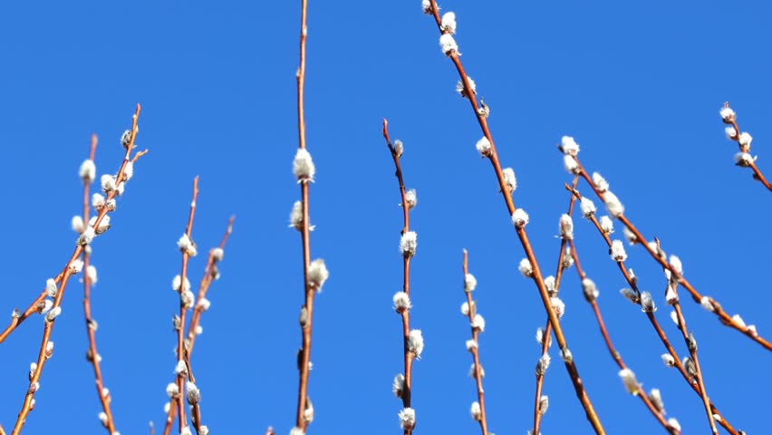 Fluffy pussy willow catkins blooming against clear blue spring sky.