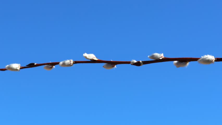 Fluffy pussy willow catkins blooming against clear blue spring sky.