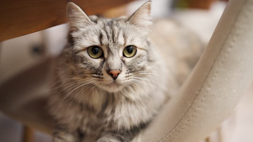 Extreme close up of a curious grey domestic cat with beautiful green eyes. Fluffy siberian purebred kitten looking with a serious gaze