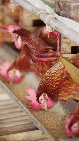 egg laying chickens eating animal feed in bamboo battery cages in poultry farm in bali, indonesia, southeast asia, close-up, slow motion