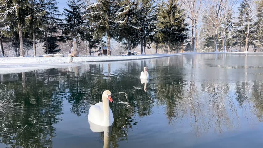 Two graceful white swans swimming on a cold, partially frozen lake during winter in the Pyrenees