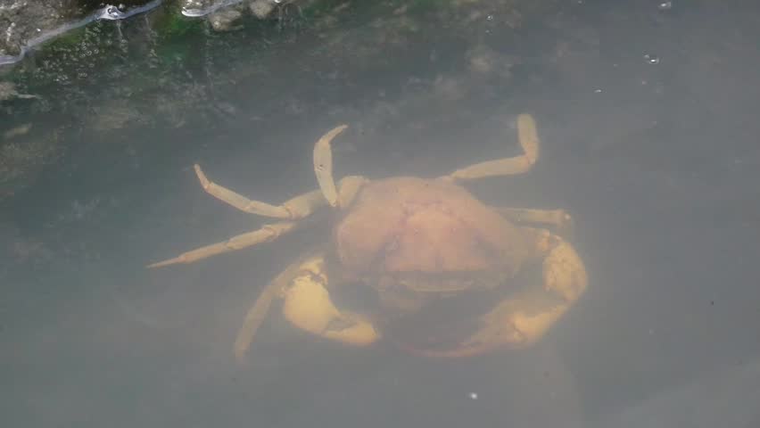A freshwater crab swimming in a drainage ditch searching for shelter.