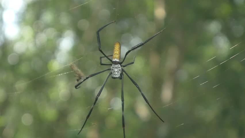 A giant pearl orb-weaver spider crawling along its web with a soft green blurred background.