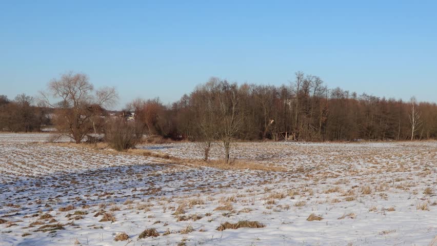 Peaceful Rural Winter Landscape Field with Melting Snow, Bare Trees and Clear Blue Sky, Early Spring Transition