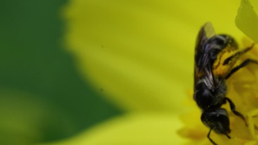 Honey bee collecting pollen on flower macro close up pollination sustainability concept
