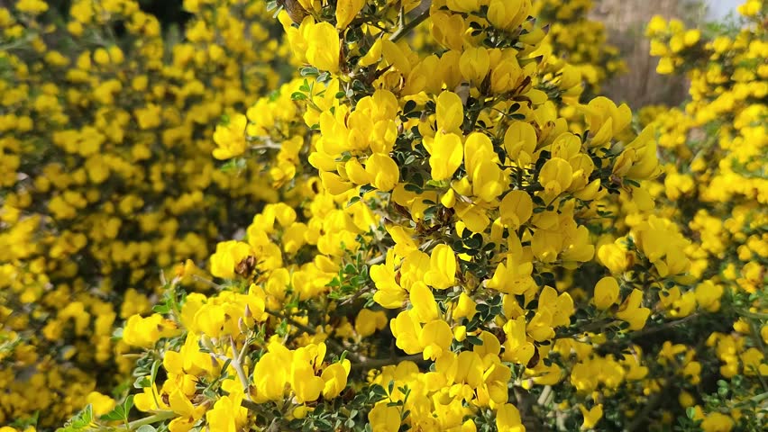 Spiny Broom (Calicotome villosa) is a vibrant yellow, dense, and thorny shrub common in the Mediterranean region. It produces numerous bright yellow, sweet-pea shaped flowers in spring and is typically found in maquis shrublands, abandoned areas, and along roadsides.