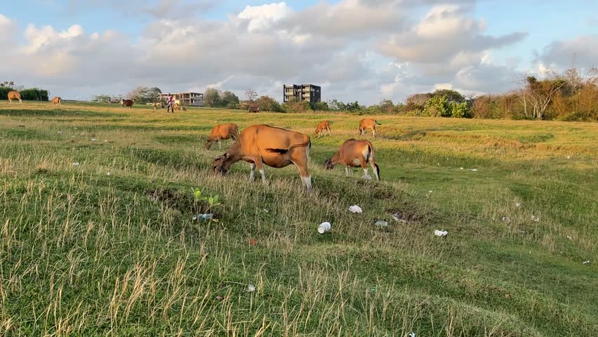 ow in open pasture during golden hour, natural landscape
