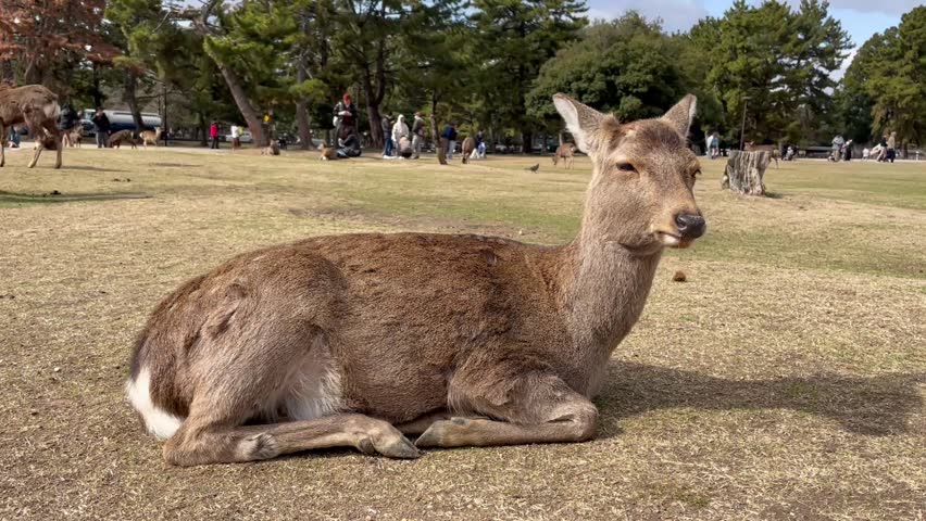 Curious Deer Watching Camera and Moving Ears While Resting in Park