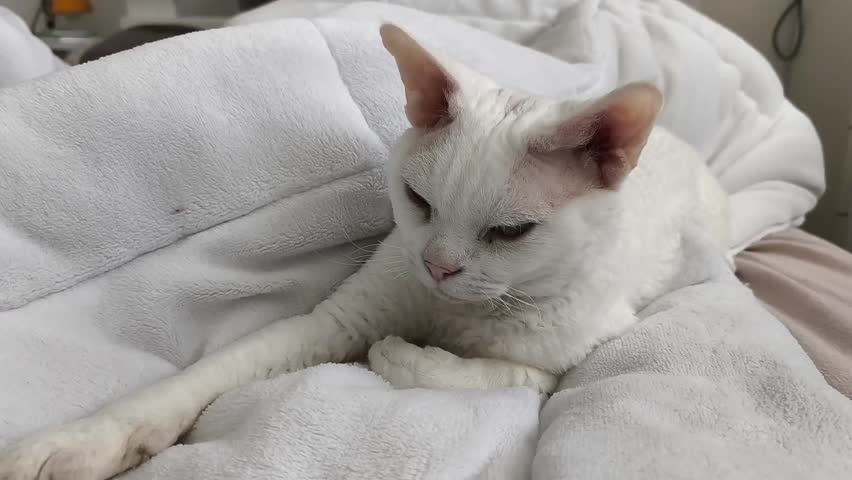 Close-up of a white cat yawning while lying on a white bedspread with its paws neatly folded in front.