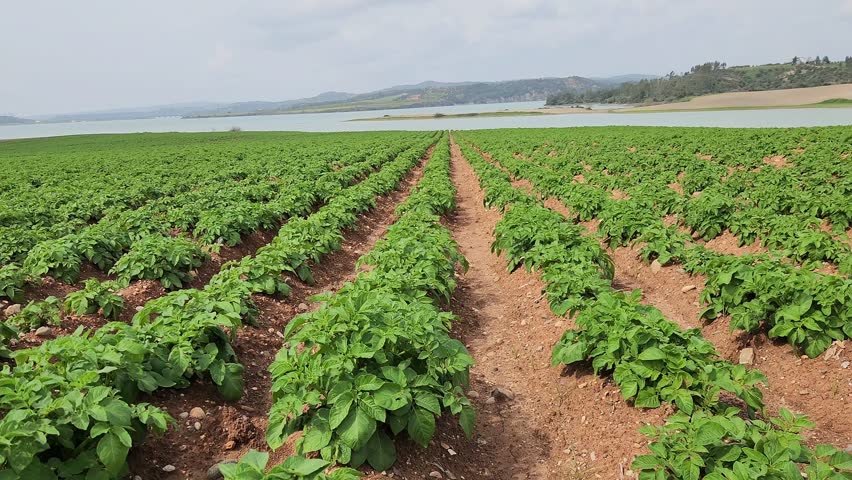 A green potato cultivated farmland in Mediterranean nature in spring