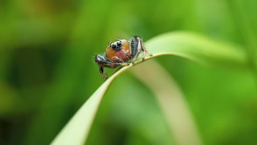 Macro of a jumping spider perched on a blade of grass. Small colorful salticidae spider moving and looking around with a blurred green nature background.
