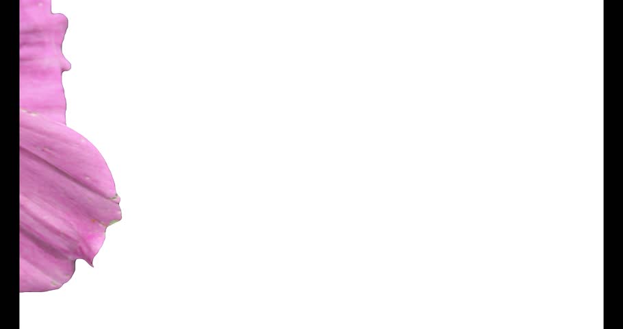 Close-up of soft pink flower petals, macro detail of blooming flora, gentle spring nature, Isolated Flower, Mothers Day