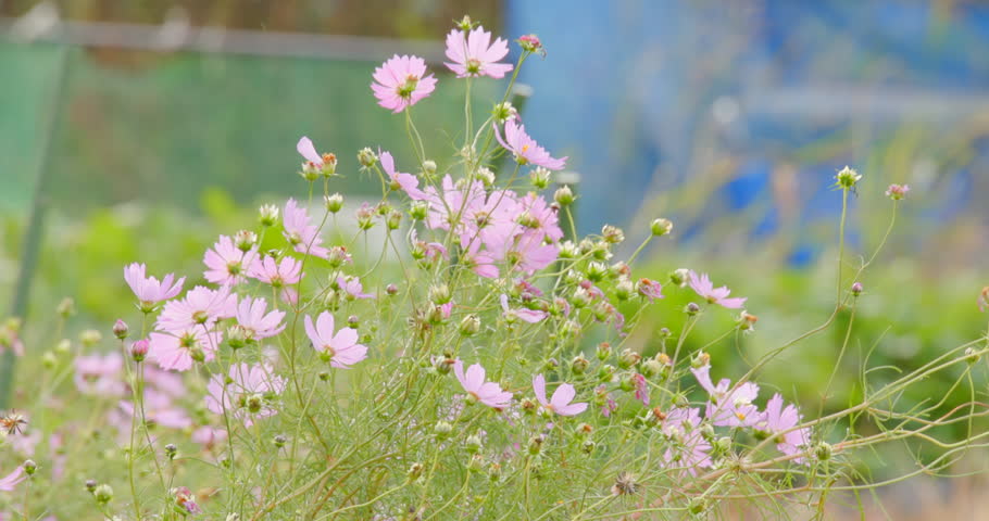 Pink cosmos flowers blooming in the bright sunlight.