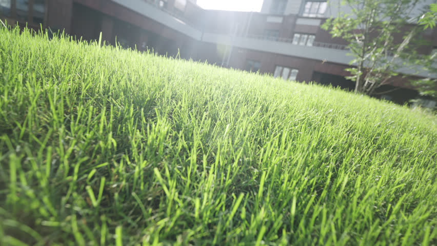 Thick grass covers lawns between modern residential towers. Healthy lush turf creates fresh carpet throughout well-maintained urban district