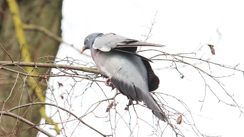 Common Wood Pigeon Sitting on Branch Looking Downwards