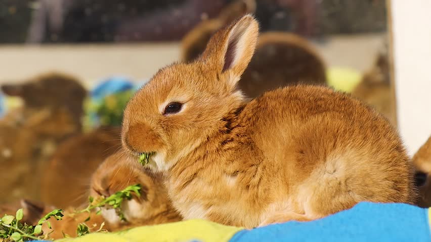 Cute Brown Baby Bunny Chewing Fresh Green Grass Indoors