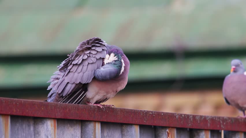 Pair of Wood Pigeons Resting on Rusty Metal Fence