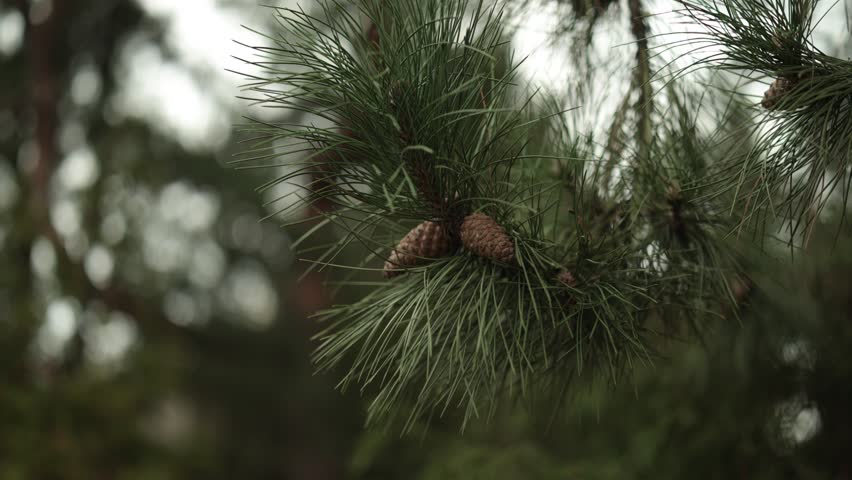 A closeup of a pine tree branch with a cone