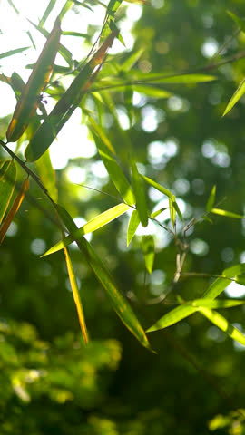 Bamboo forest at Japanese garden in Tokyo , vertical  video