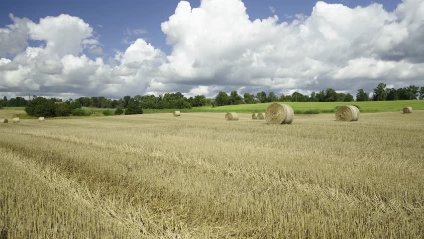 Panorama of agricultural fields on a sunny summer day. Mown grain and compressed round haystacks on the hills. Latvia