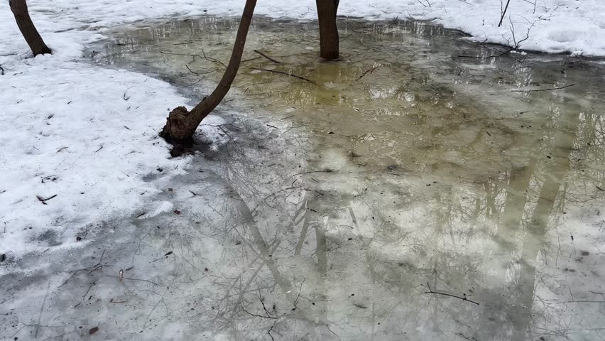 Puddle of the melt water with fallen branches and reflection of trees in water in hollow among the trees in snowy park at early spring in overcast day, view while moving sideways
