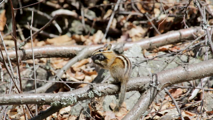 Yellow-pine chipmunk, Neotamias amoenus, foraging in the forest