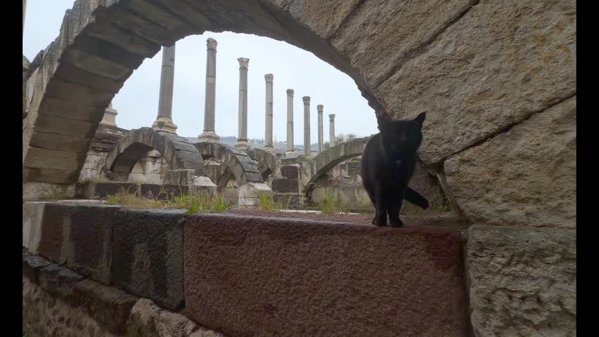 Black cat sheltering under an ancient stone arch on a rainy day at the Agora of Smyrna in Izmir, Turkey. Wet stone surfaces and historic columns in the background create a timeless atmosphere, highlighting the contrast between the animal and the ancient architectural heritage.