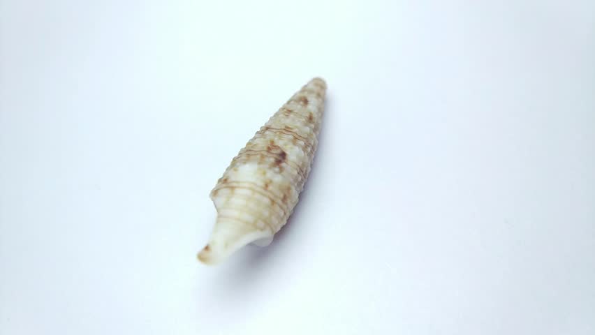 Macro video of seashell rotating on a clean white background. Captured in soft lighting with smooth motion, highlighting natural texture, shape, and details of marine shell. Ideal for marine life concepts, beach themes, nature backgrounds