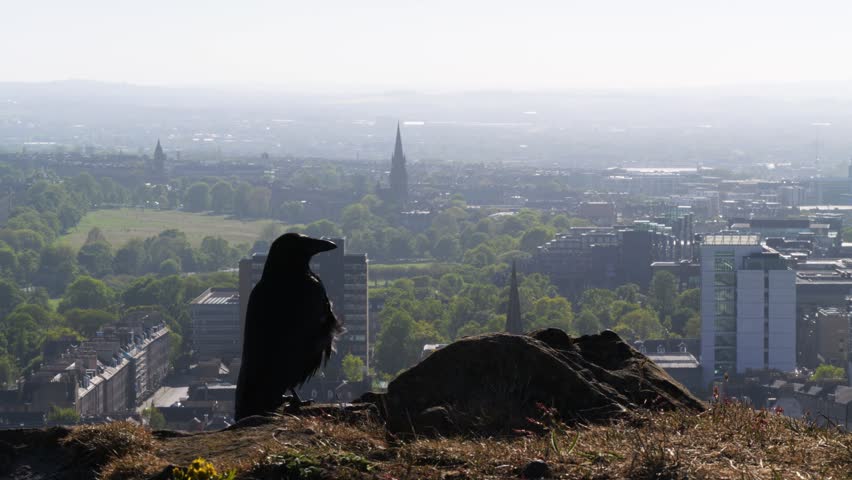 Raven silhouette overlooking Edinburgh from Arthur