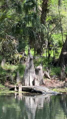 Massive alligator resting on the bank of the Hillsborough River in Tampa, Florida