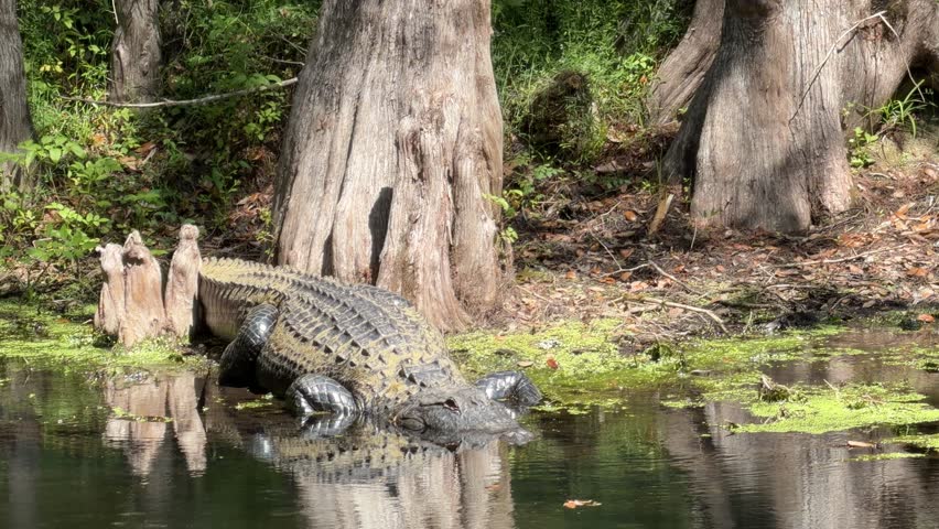 Massive alligator resting on the bank of the Hillsborough River in Tampa, Florida