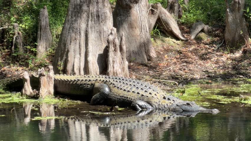 Massive alligator resting on the bank of the Hillsborough River in Tampa, Florida