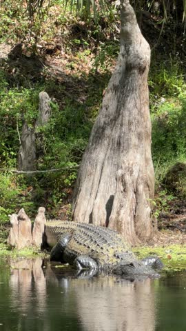 Massive alligator resting on the bank of the Hillsborough River in Tampa, Florida
