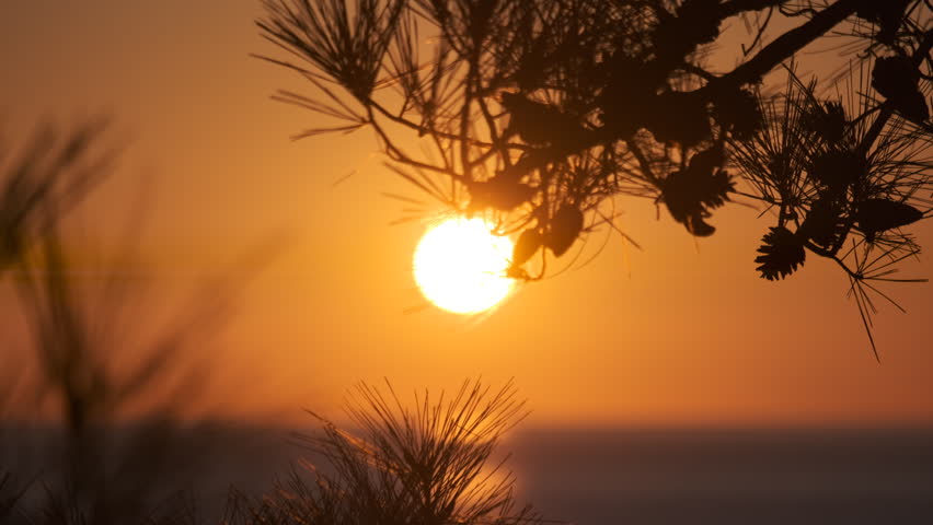 Warm sun sets behind silhouetted pine tree branches over the calm sea horizon at dusk, ab01