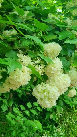 Beautiful white Snowball flowers (Viburnum) blooming in a lush green garden 4K vertical.