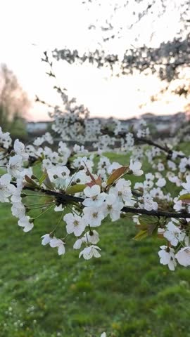 Close up of white blossoms blooming on tree branch during spring season