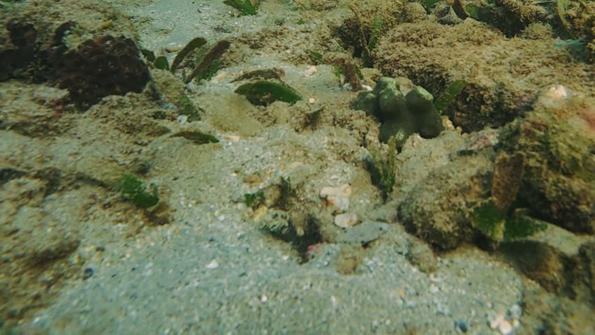 Slow motion of goby fish and pistol shrimp sharing a sandy burrow. Symbiotic marine behavior as shrimp digs while goby keeps watch. Natural underwater wildlife scene.