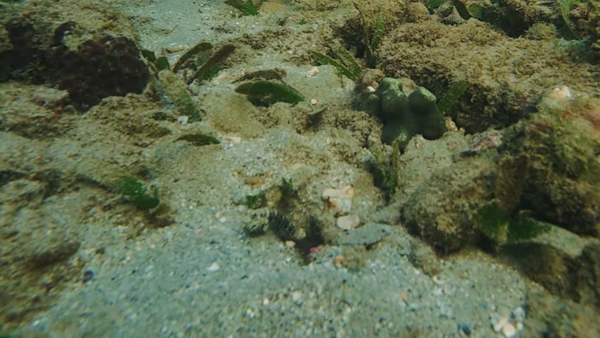 Slow motion of goby fish and pistol shrimp sharing a sandy burrow. Symbiotic marine behavior as shrimp digs while goby keeps watch. Natural underwater wildlife scene.