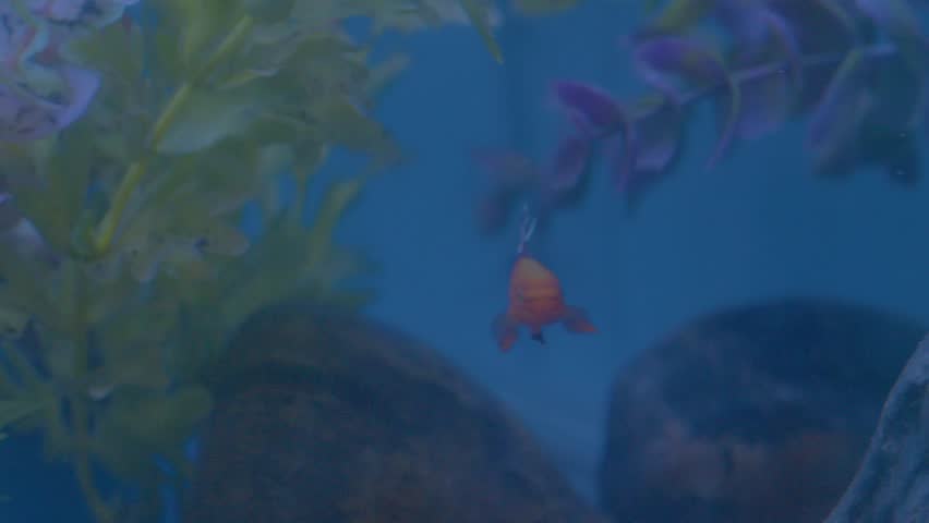 Lyretailed Killifish Male Colourful Aquarium