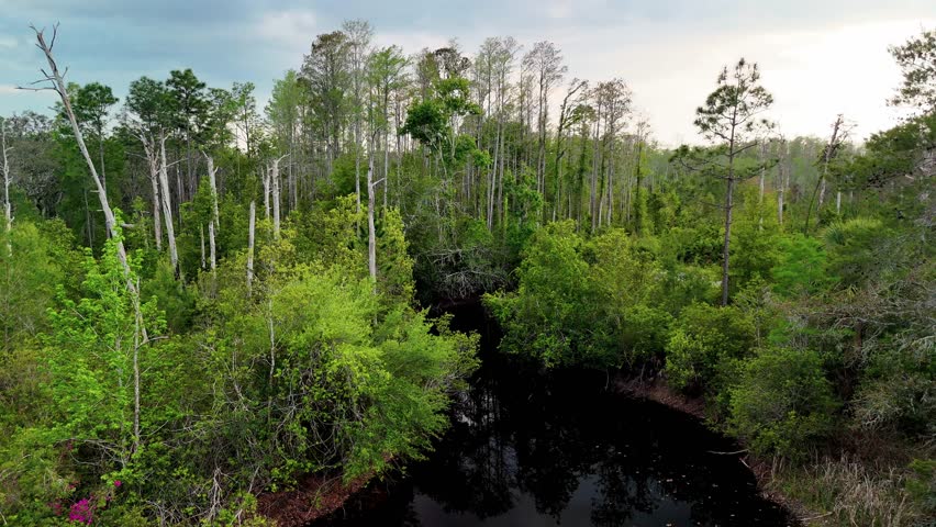 Aerial Drone View Of Lush Florida Cypress Swamp With Dense Green Trees, Dead Snags And Narrow Black Waterway Under Partly Cloudy Sky. Serene Wetland Ecosystem Nature Landscape Footage